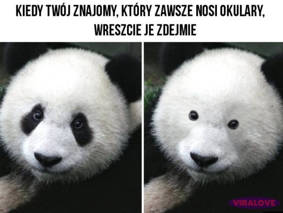 Panda & Okulary